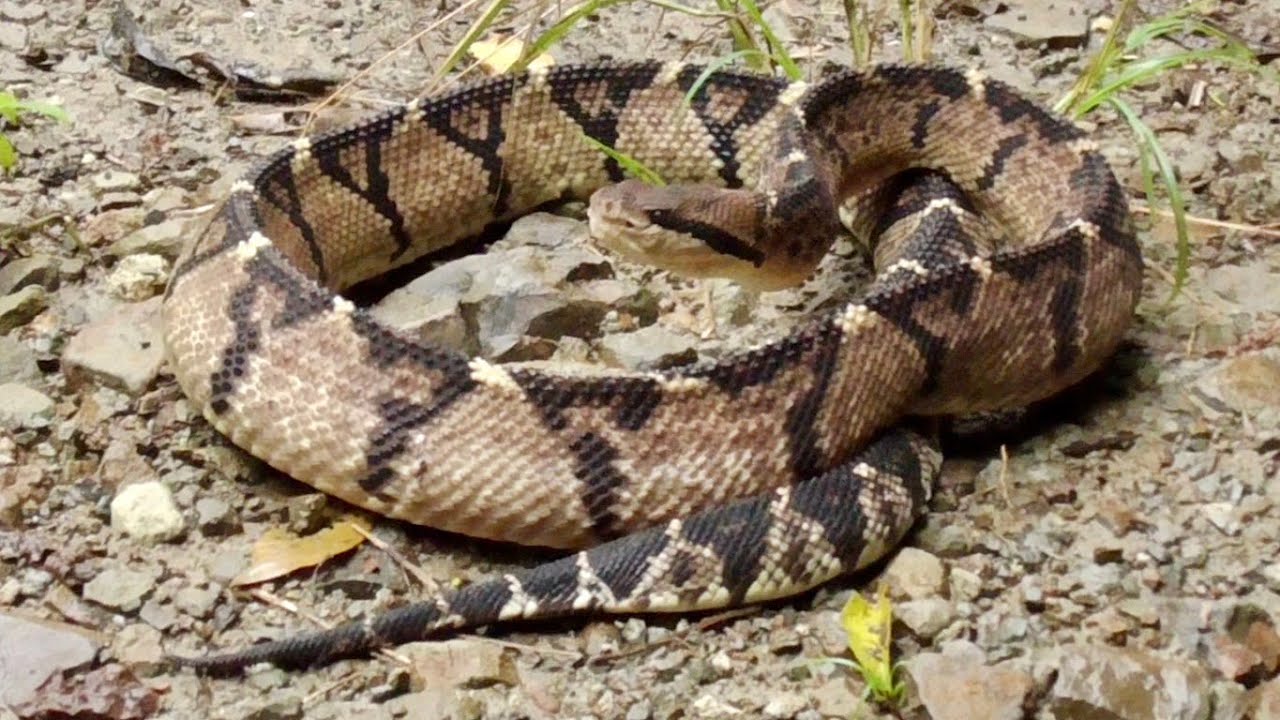 Capturamos a la víbora VERRUGOSA, la REINA de la selva! (Hunting the Bushmaster)