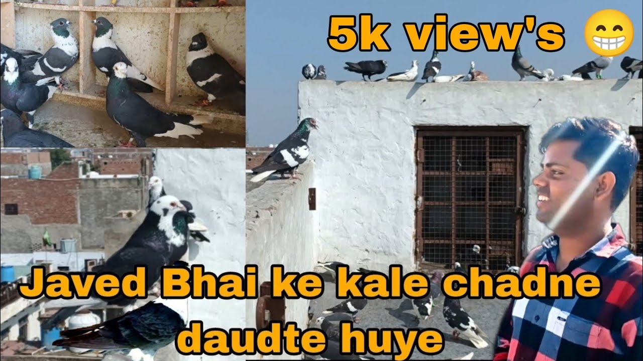 Javed Bhai ka lajwab shoq🔥||daudte huye kale chandne ||Agra ki kabootar bazi ❤️