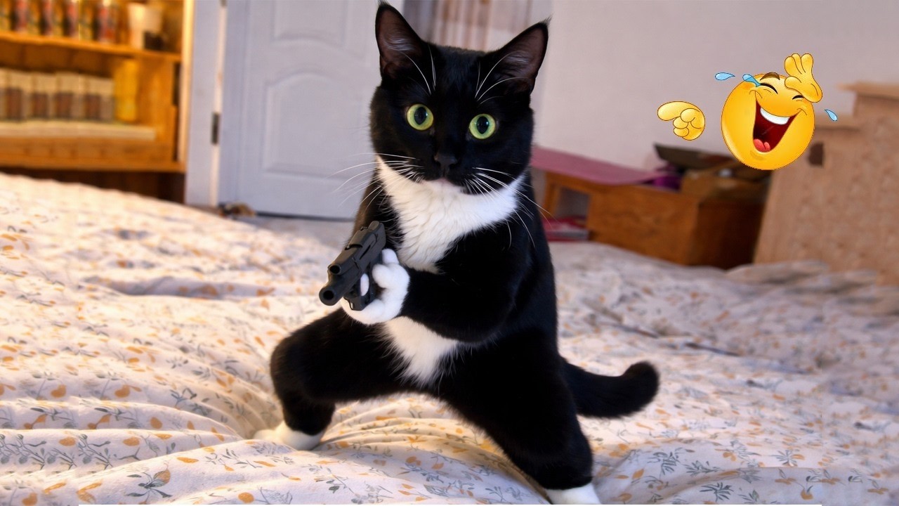 These CATS are too FUNNY! 🤣 | New Cat Videos 2026 Pop Cat Laugh
