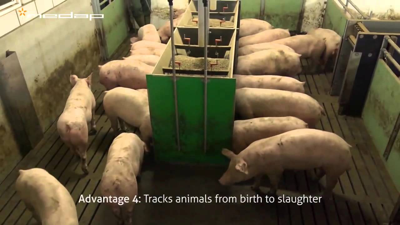 Nedap Pig Sorting1
