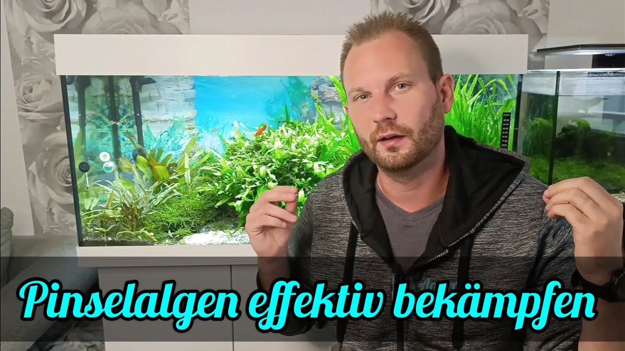 Pinselalgen, Bartalgen im Aquarium | Tipps zur Bek&auml;mpfung von Pinselalgen, Bartalgen