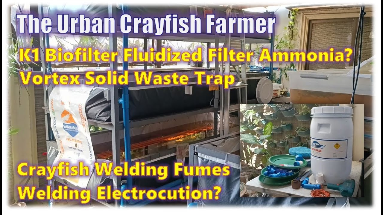 Crayfish DIY Mini RAS Inspired Water Filter Are Crayfish Affected By Welding Fumes Get Electrocuted