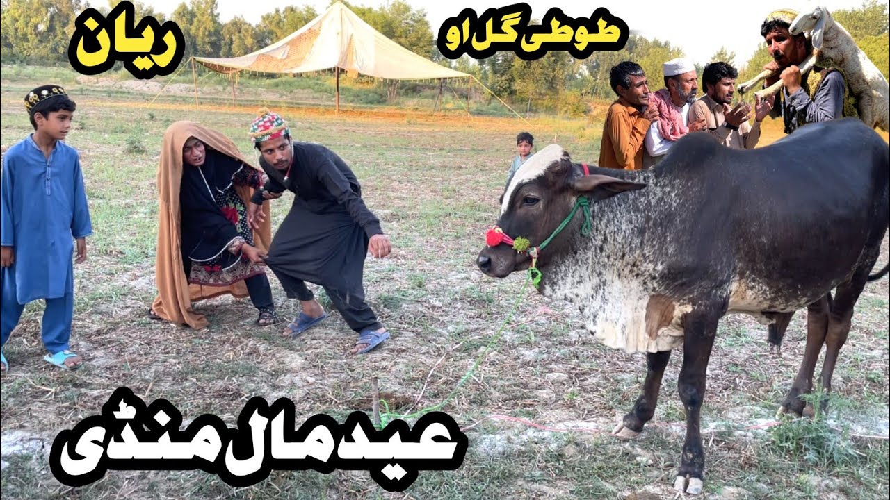 Eid Mal Mandi ||  Tuti Gull Ao Reyan New Funny Video 2024 by Tuti Gull Vines