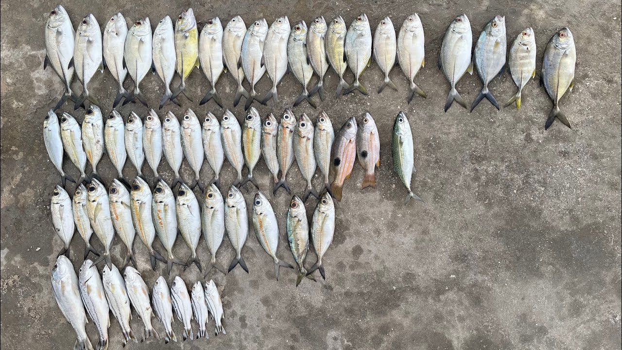 Ajing Fishing | Shimano Soare Ajing full set!