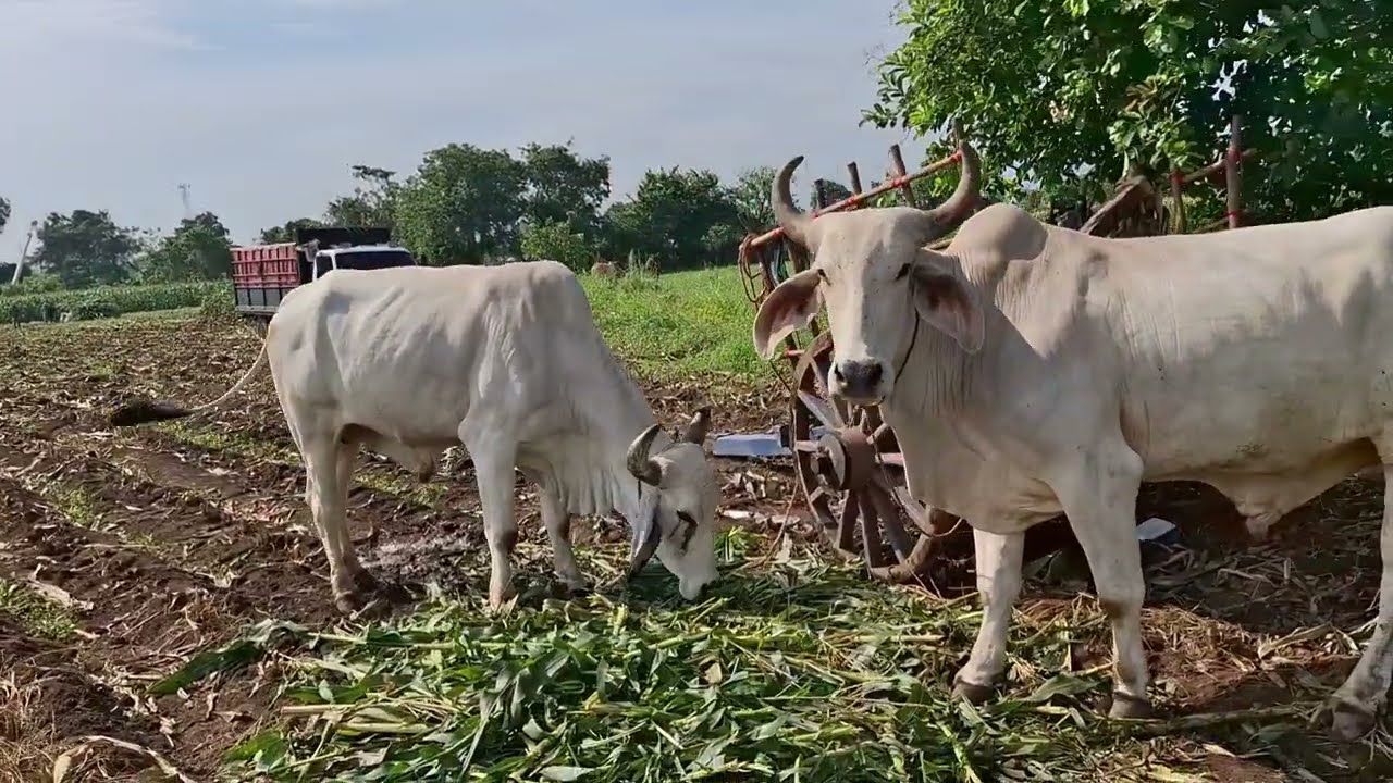 Así trabajan los campesinos en los campos agrícolas de El Salvador 🇸🇻.