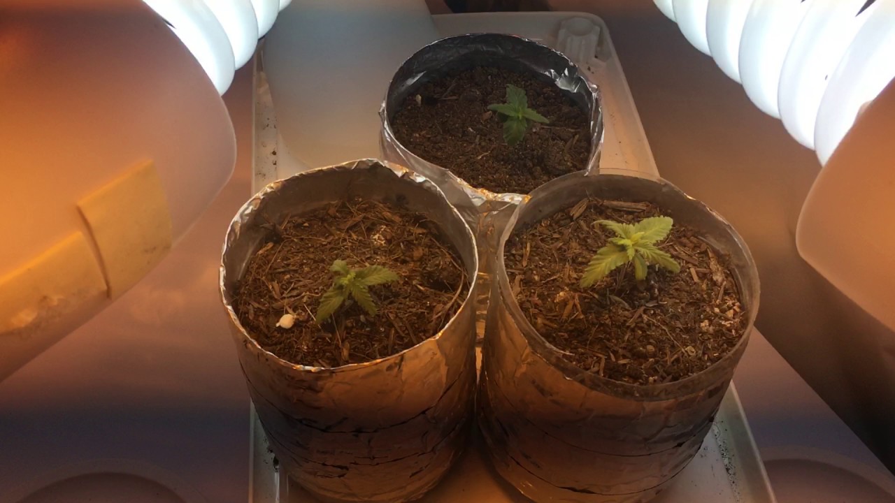 420 GROW #11