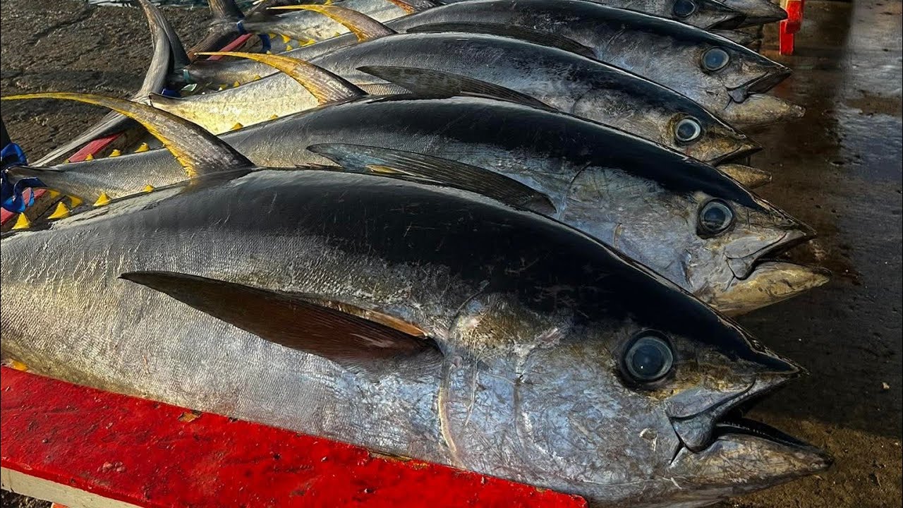 Great skills in mass cutting of Tuna Fish at the Jembatan Puri Fish Market, Sorong City,