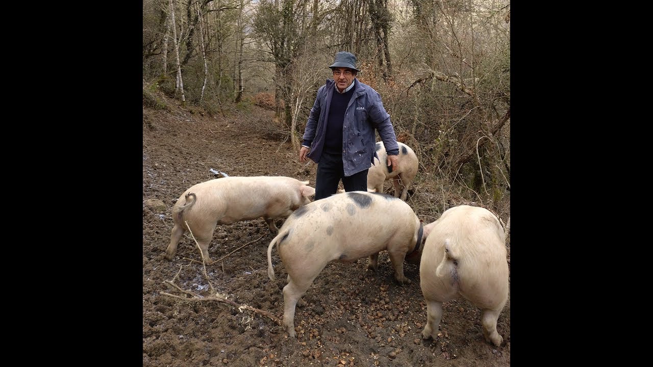 ☞ Crianza de Cerdos al aire libre en los montes de Liébana, Cantabria