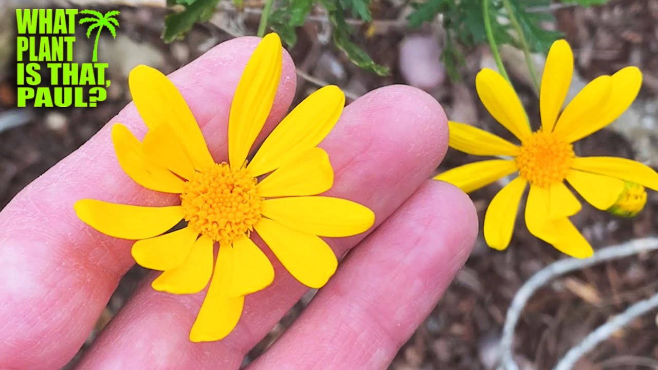 Euryops pectinatus 'Viridis' (Green-Leaved Euryops) - Bright yellow daisy-like blooms / Evergreen
