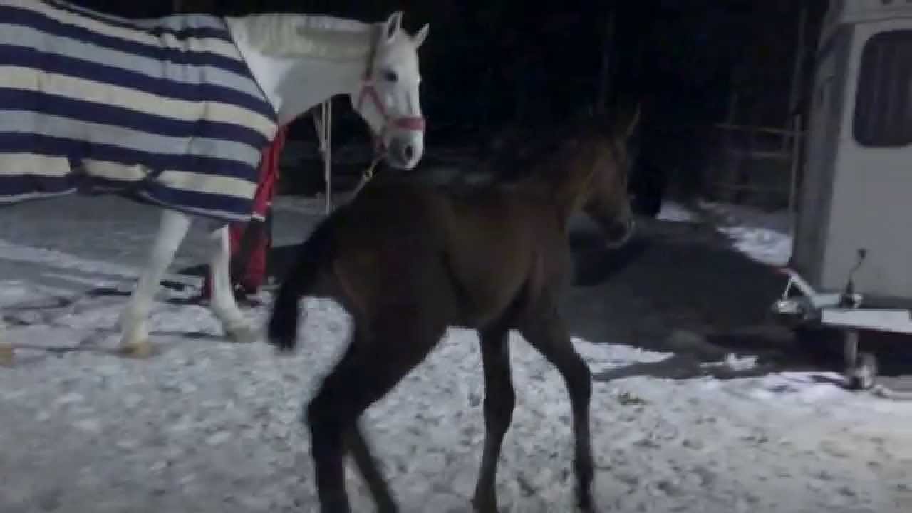 Lipizzan foal - Bacopa
