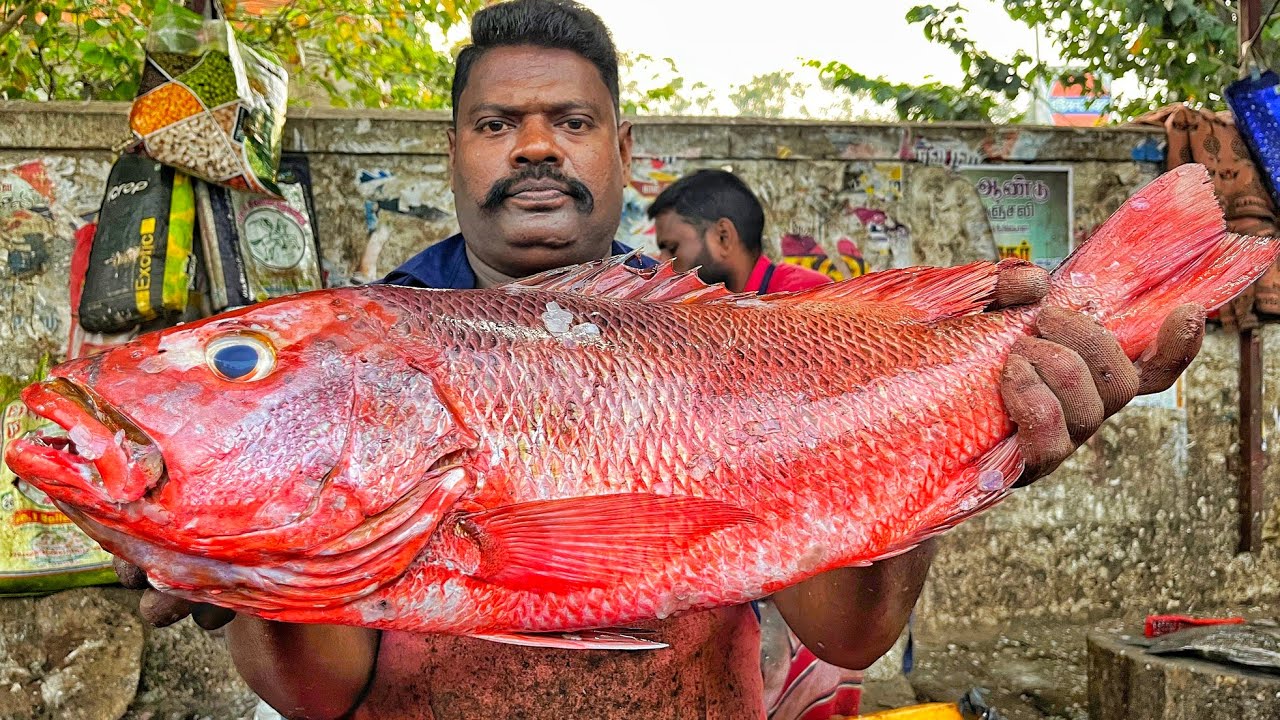 KASIMEDU 🔥 SPEED SELVAM | HUGE RED SNAPPER FISH CUTTING VIDEO | 4K VIDEO | KM FISH CUTTING