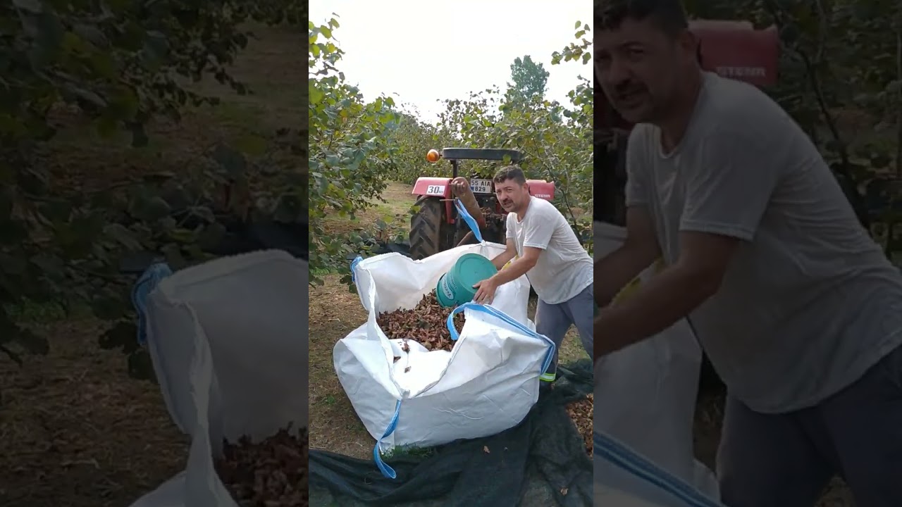 FINDIK FİLESİ NASIL KALDIRILIR?  EN KOLAY YOLU