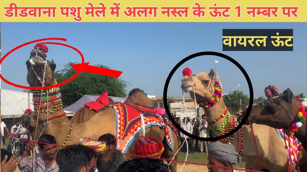 बाड़मेर से डीडवाना पशु मेले में पहुंचे अलग नस्ल के ऊंट पब्लिक देखने उमड़ी भीड़ Didwana Pashu Mela 