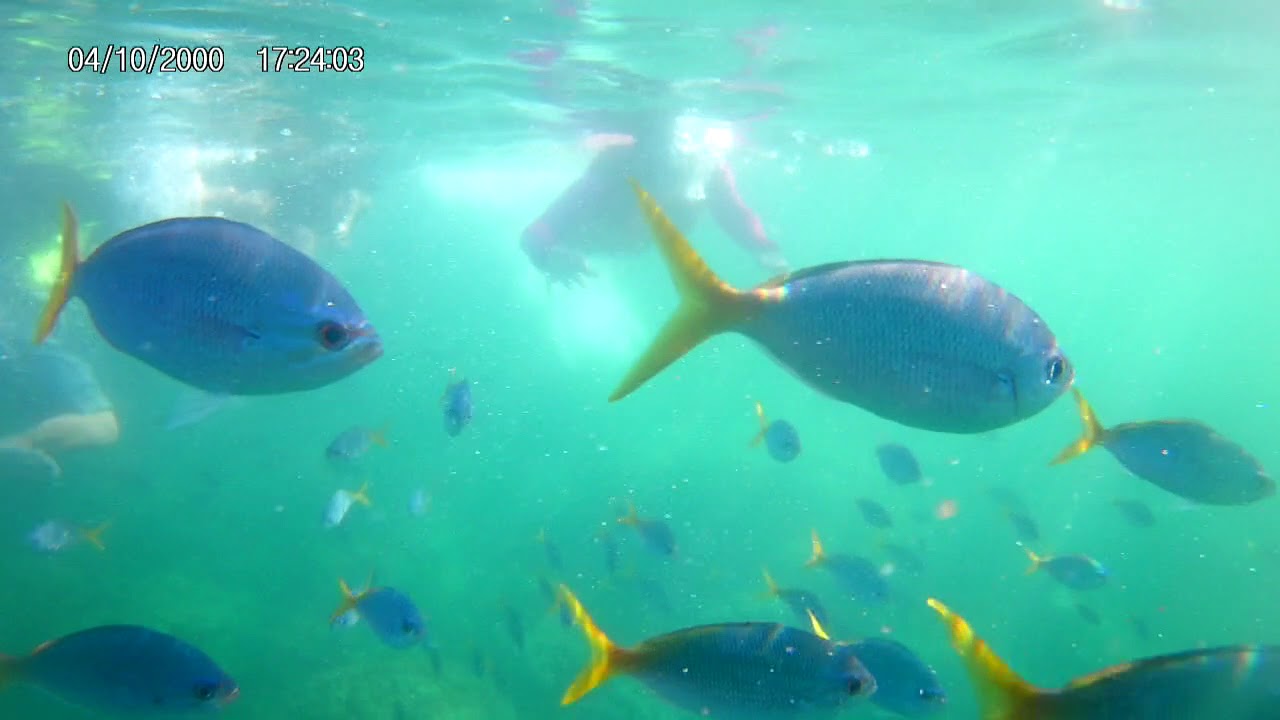 Mechang Bay, Ngermid | Fun Of snorkeling with fishes and corals | Mechang Lagoon