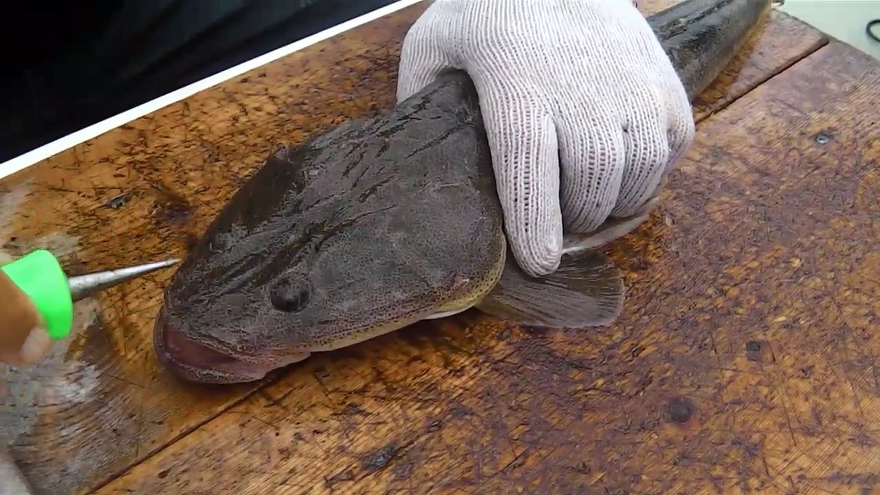 釣った魚の船上で処理方法　マゴチ編　神経締め　天祐丸