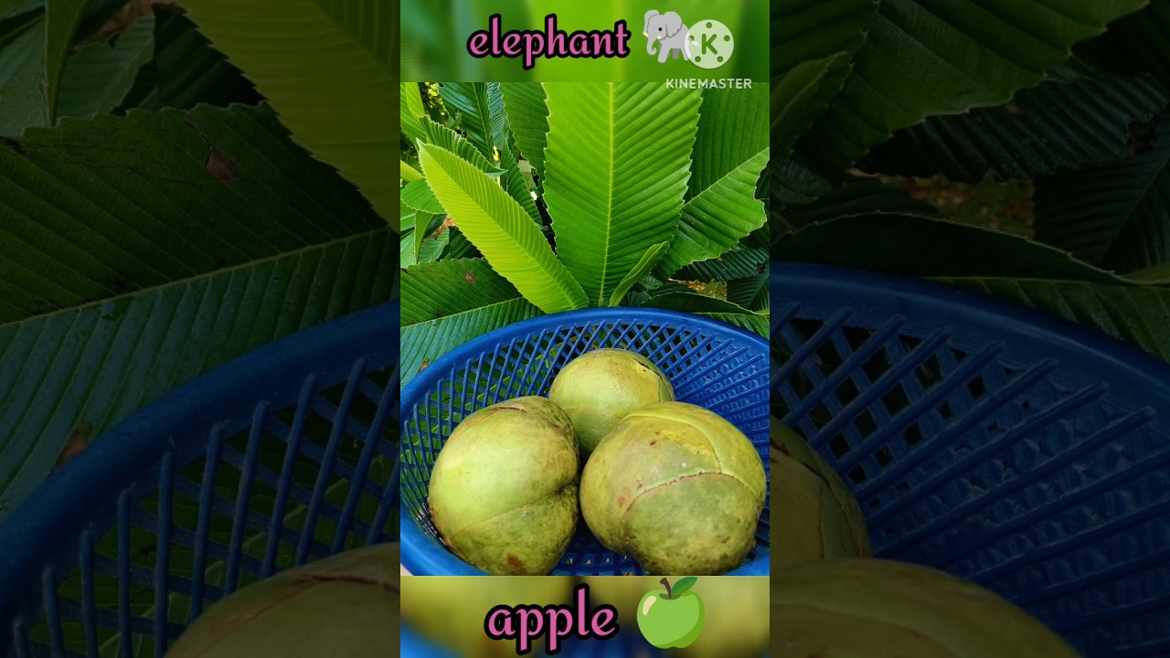 Elephant apple (chalta fruit 🍑)  Plucking #shorts #shortsfeed #youtubeshorts #ytshorts #trending