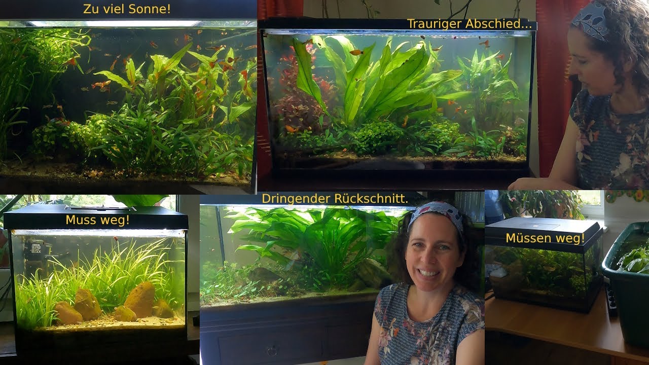 Alle meine Aquarien - Abschiede und Neubeginn!