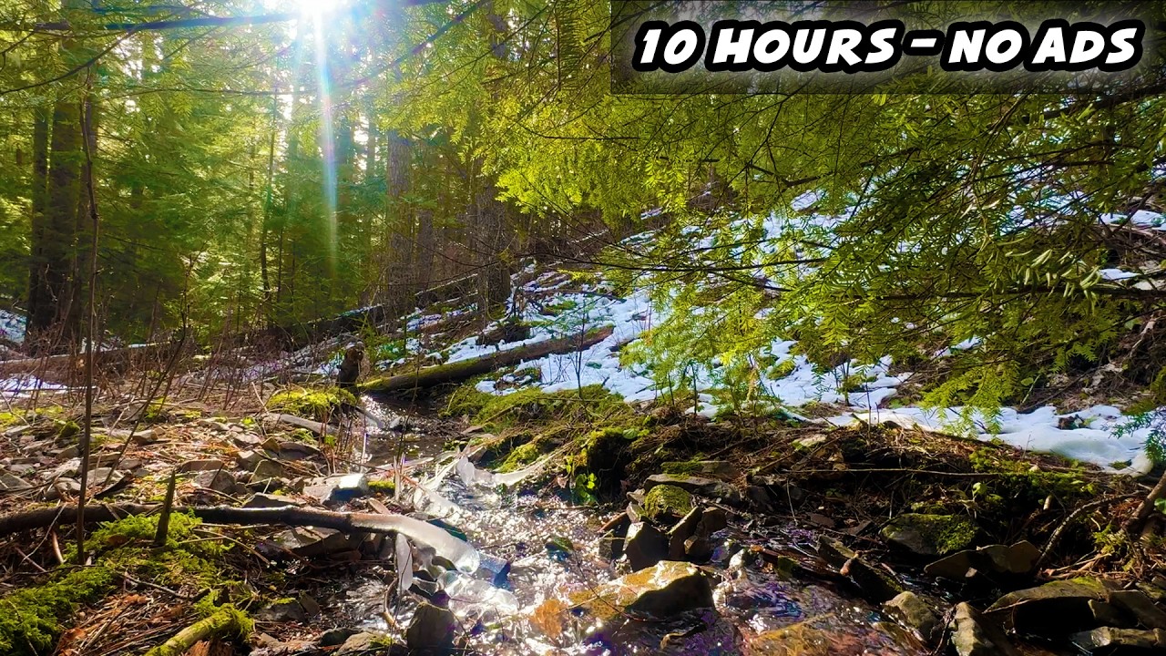 Mountain Stream Sounds for Sleeping – 10 Hours of Peaceful PNW Forest Creek