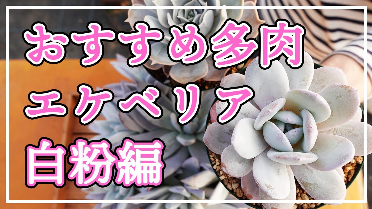 【多肉植物】おすすめのエケベリアをご紹介します。今回は白粉たっぷりの素敵なエケベリアです！