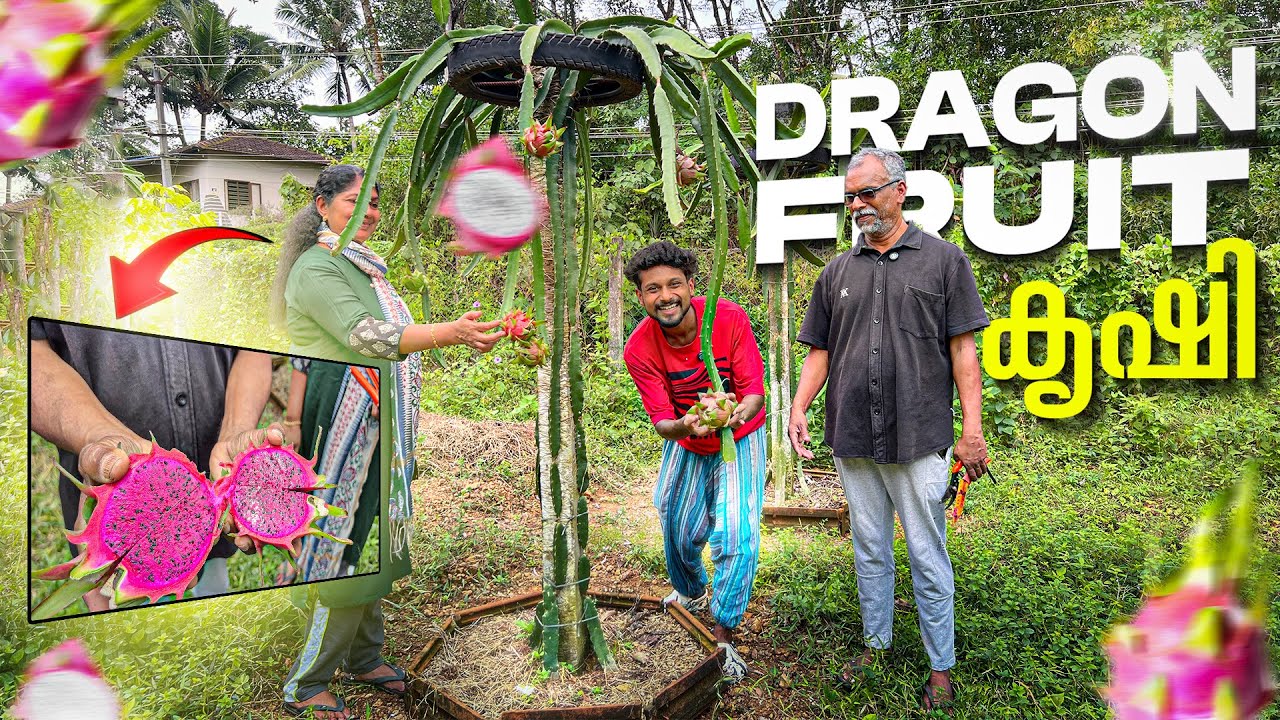 Dragon Fruit കൃഷി കണ്ടാലോ😍 ഡ്രാഗൺ ഫ്രൂട്ട്🐲