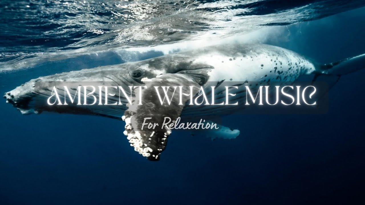 Deep Ocean Sound Healing | Healing Whale Sounds to Calm Anxiety & Regulate the Nervous System 