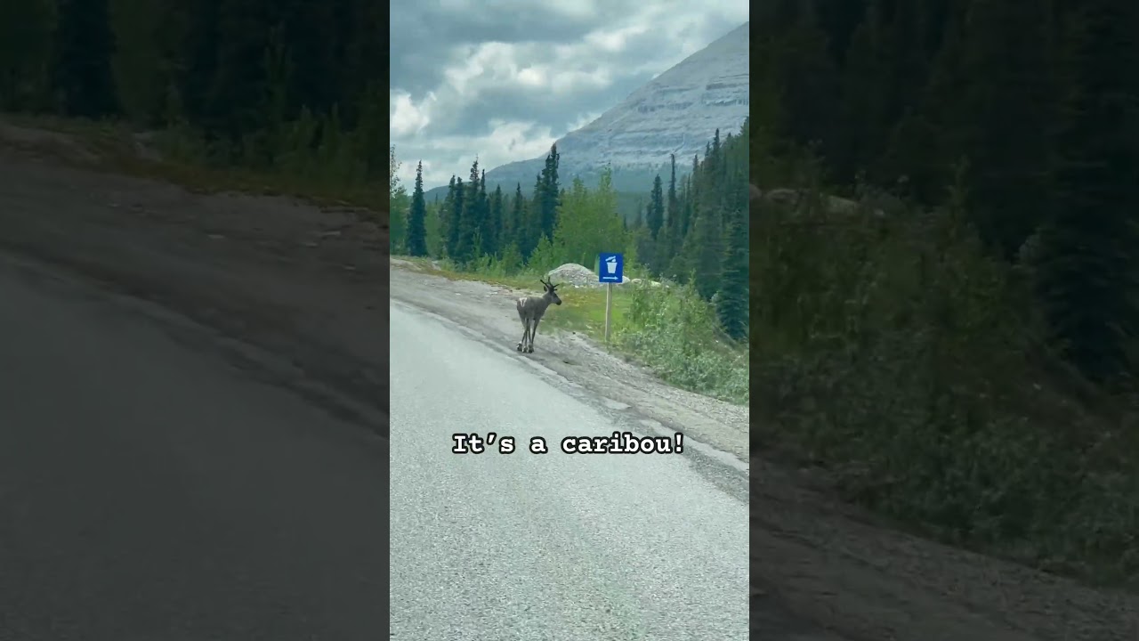 Alaska Highway - bucket list adventure! #roadtrip #travel #caribou #wildlife #nature #alaskaroadtrip