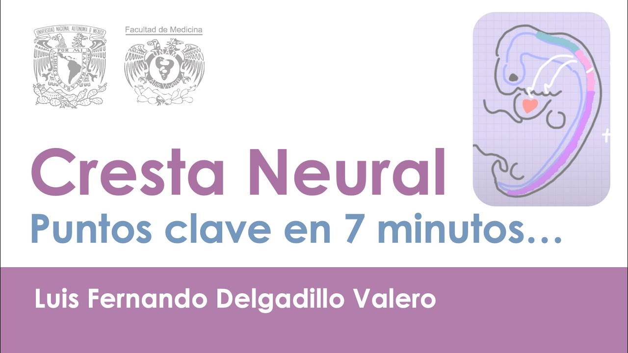 Desarrollo de la Cresta Neural