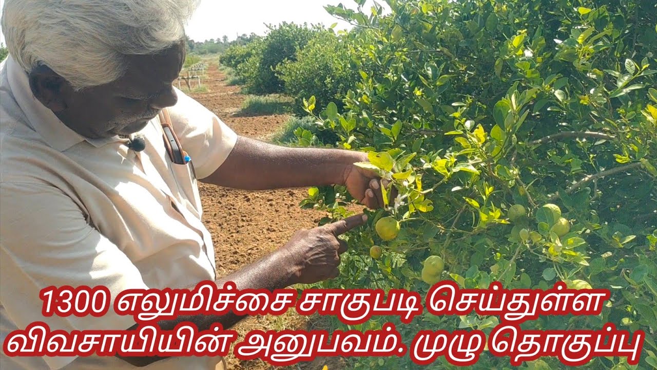 💫1300 எலுமிச்சை மரங்களில் லாபம் மற்றும் பராமரிப்பு முறைகள் பற்றிய முழு தொகுப்பு #lemon #lemontree 💢