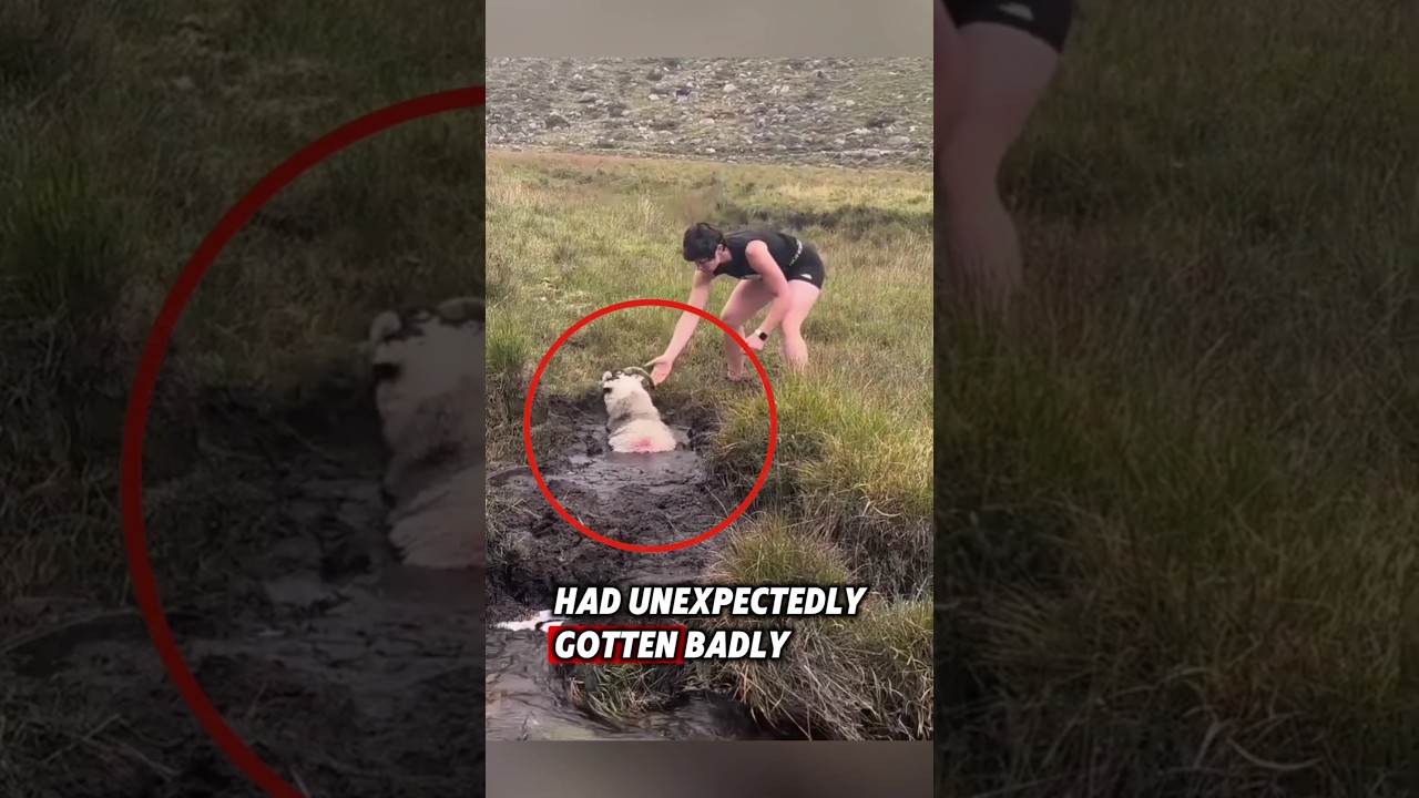 The kind woman rescued a helpless sheep that was stuck in the mud #rescue #sheep