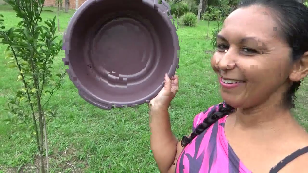 COLHENDO AIPIM/ FIZ COSTELA COM MOELA/ FEIJÃO NA PANELA DE PRESSÃO DE PEDRA