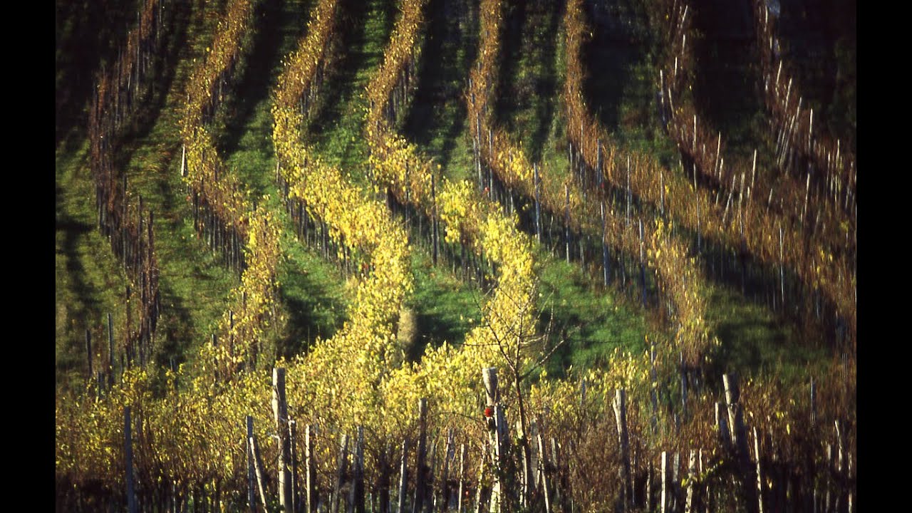 Vino na Poljanci
