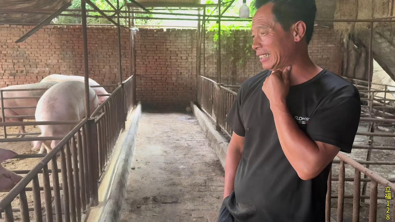 今天哥几个组团去抓猪，老孟抓了六头老品种超肥大笨猪，真狠#抖音商城中秋团圆季 #真材实料才能做出好味道 #我的乡村生活 #一定要保证肉的质量 #猪肉佬的日常生活
