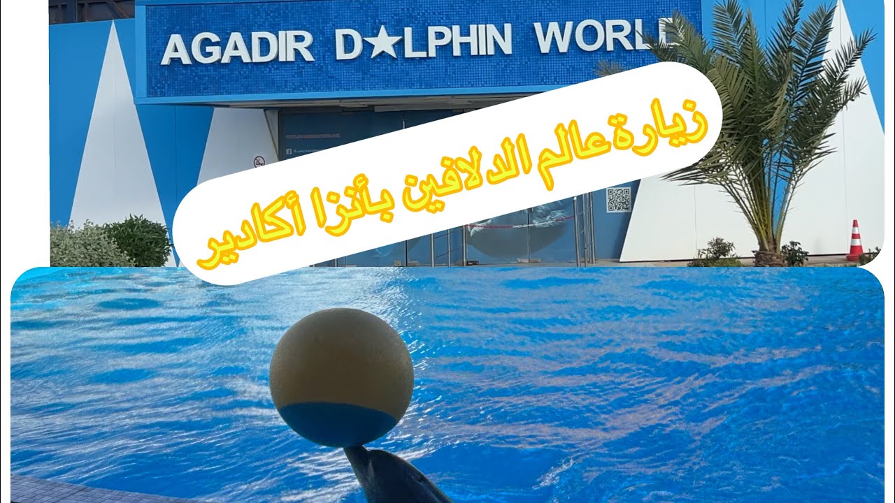 إستعراض جميل للدلفين الأنثى ماروسا في عالم الدلافين بأنزا أكادير 