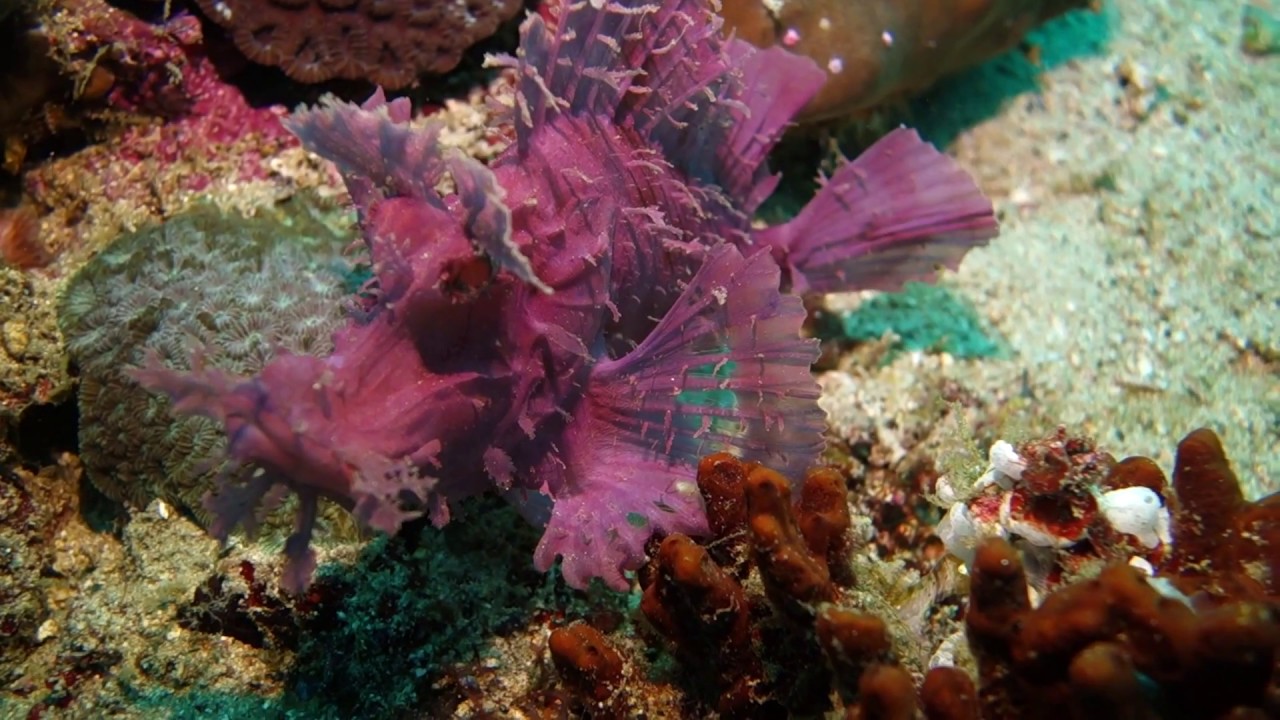 Rhinopia, Philippines