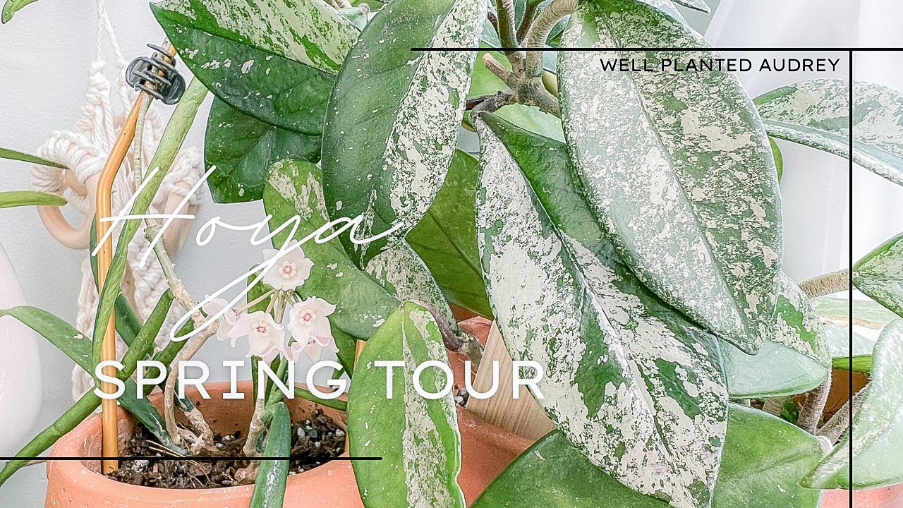 Spring Hoya Tour /Hoya Care/Plant Vlog/Hoya Tour