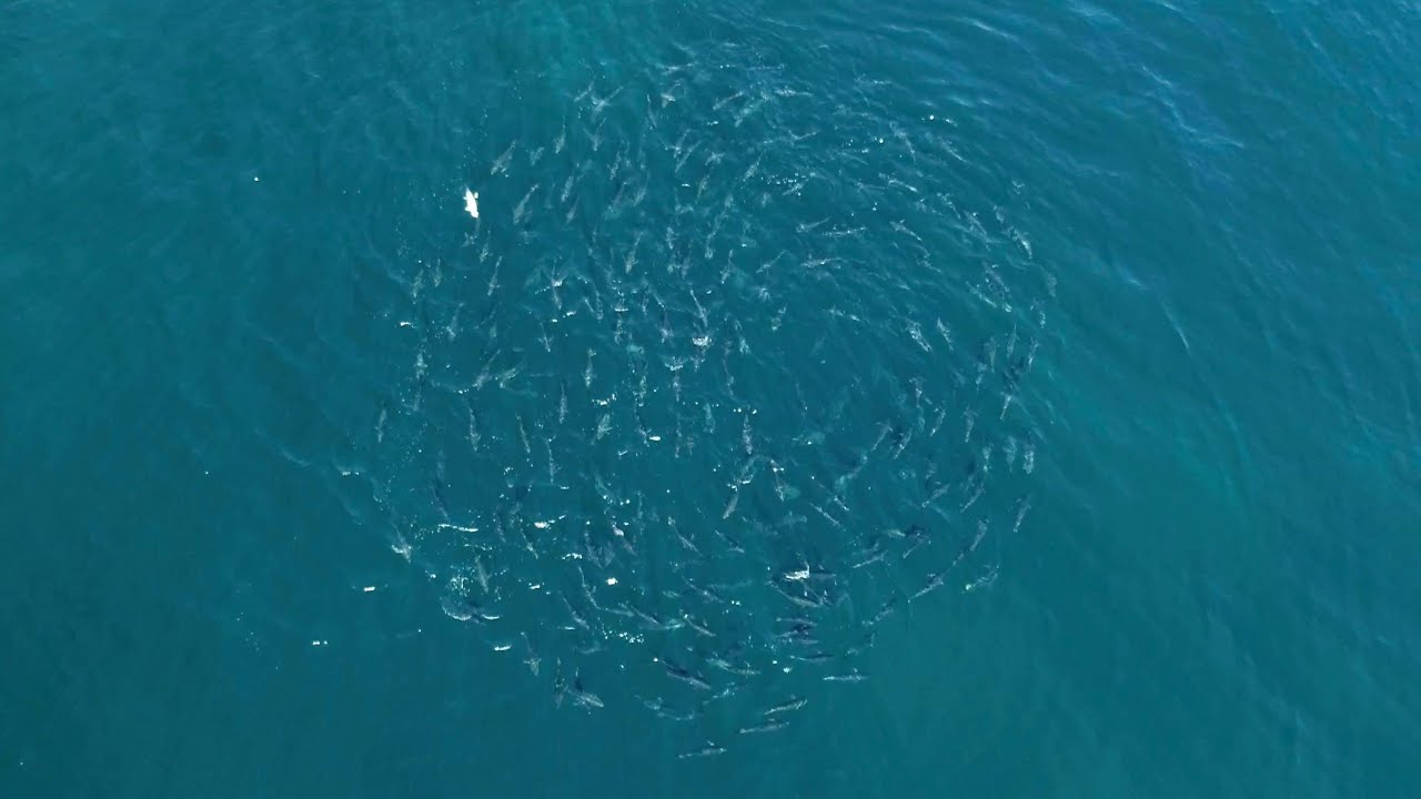 Drone fishing for tuna (northern bluefin tuna)