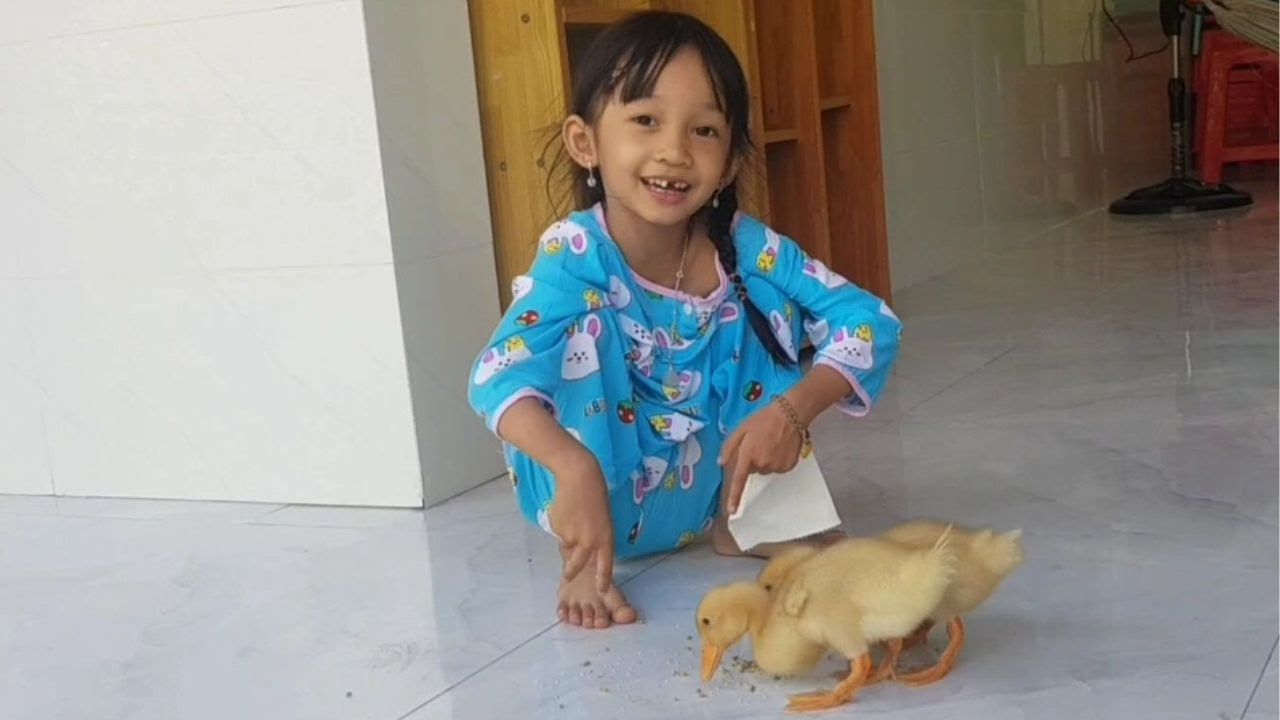 Bé thả 2 chú vịt vô nhà ăn rồi… vịt ị đầy luôn 😅🐥