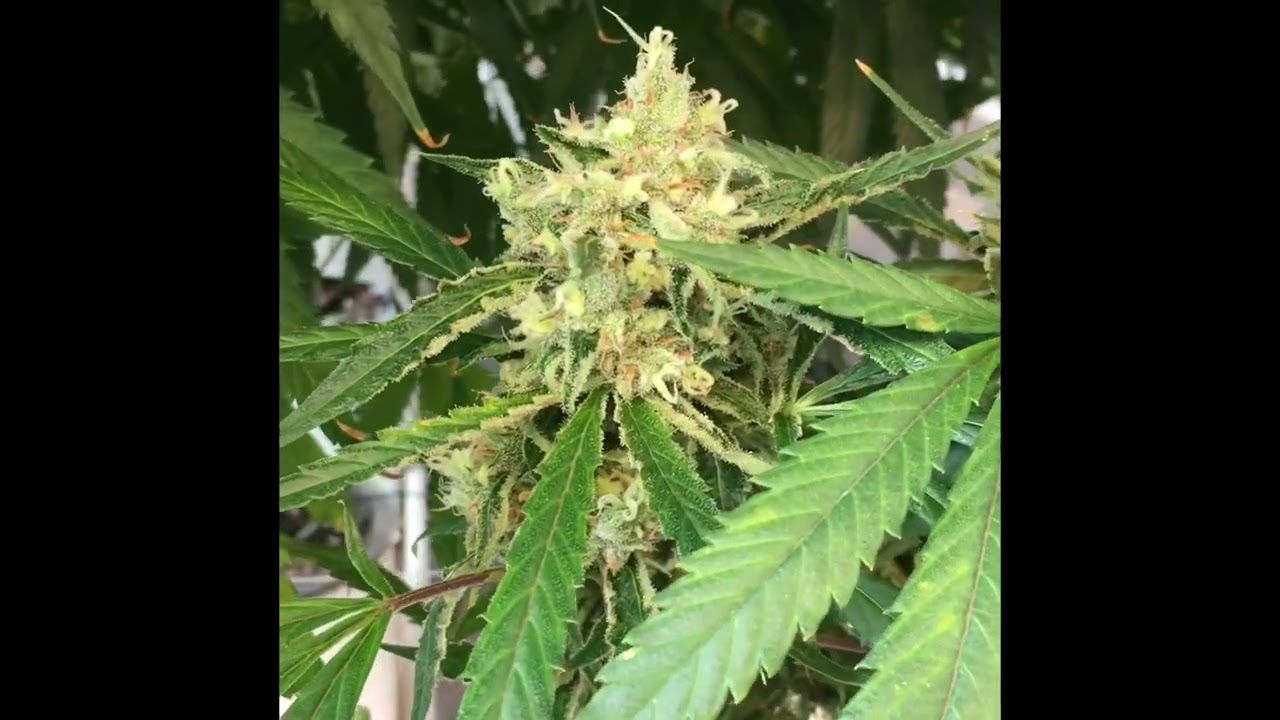 SunMed Growers Facility Tour