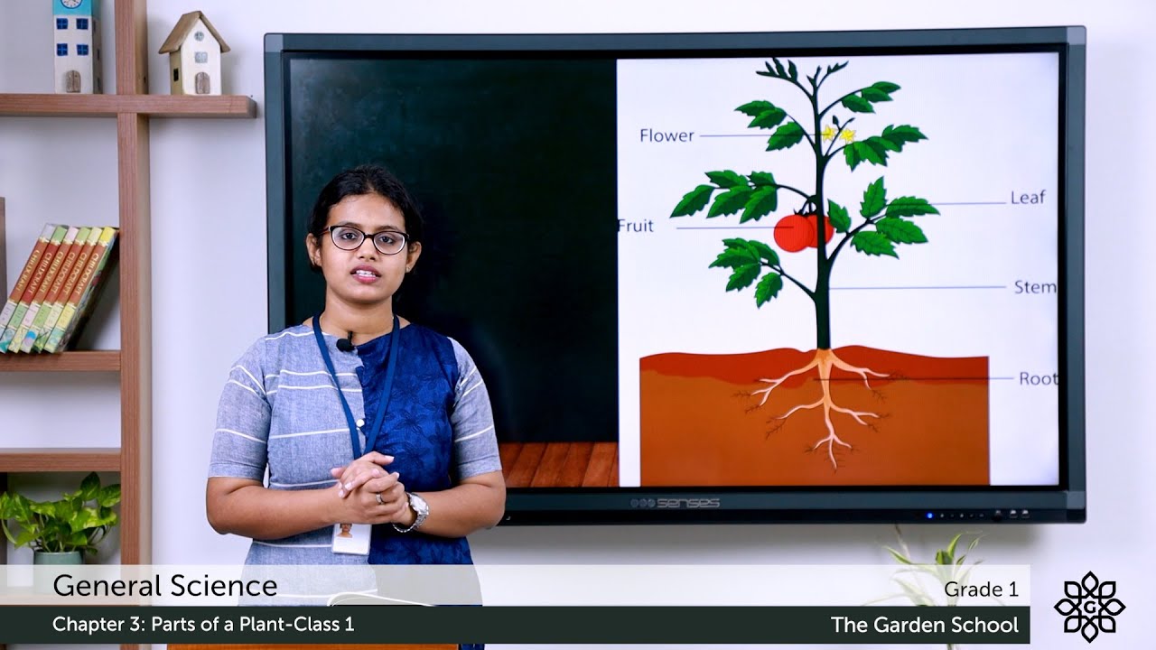 Grade 1 General Science Chapter 3 Class 1 Different parts of a plant