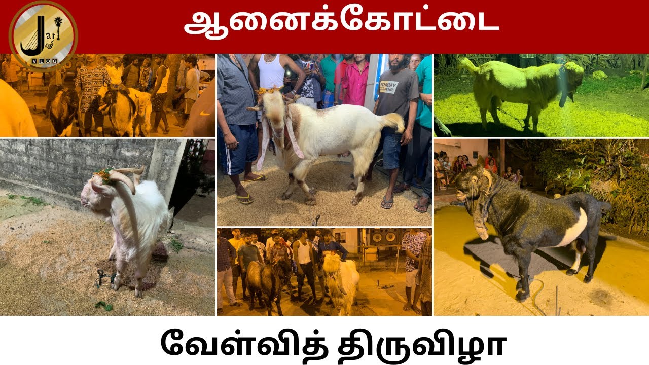 ஆனைக்கோட்டை வேள்வித் திருவிழா | உச்சக்கட்ட மகிழ்ச்சியில் ஊர்மக்கள் | Jarl Vlog