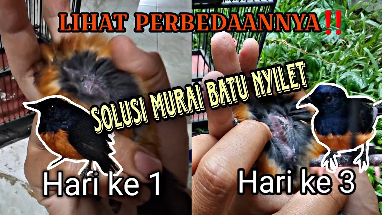 TIPS DAN SOLUSI MURAI BATU NYILET‼️ SUKSES MENYEMBUHKAN MURAI BATU KURUS