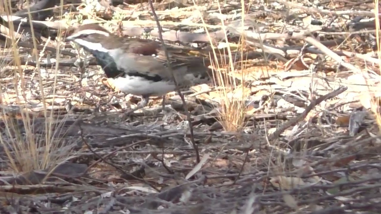 Chestnut Quail thrush
