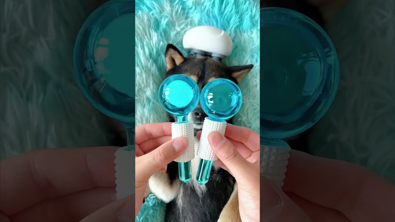 Treat your dog an ultimate full-body massage package! 💪😊 #dog #petcare #petlife #satisfying