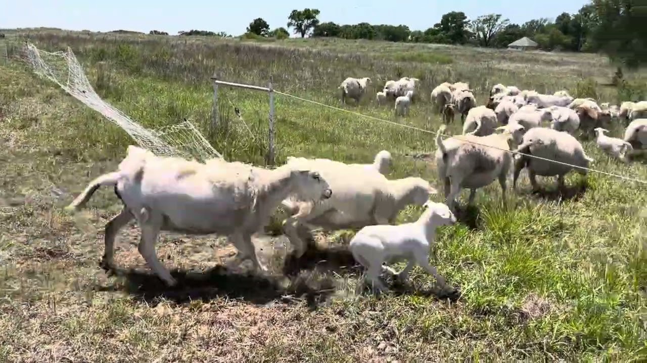 Shepherdess Report | Do Sheep Eat Sand Plums? | Lambing Season 2025