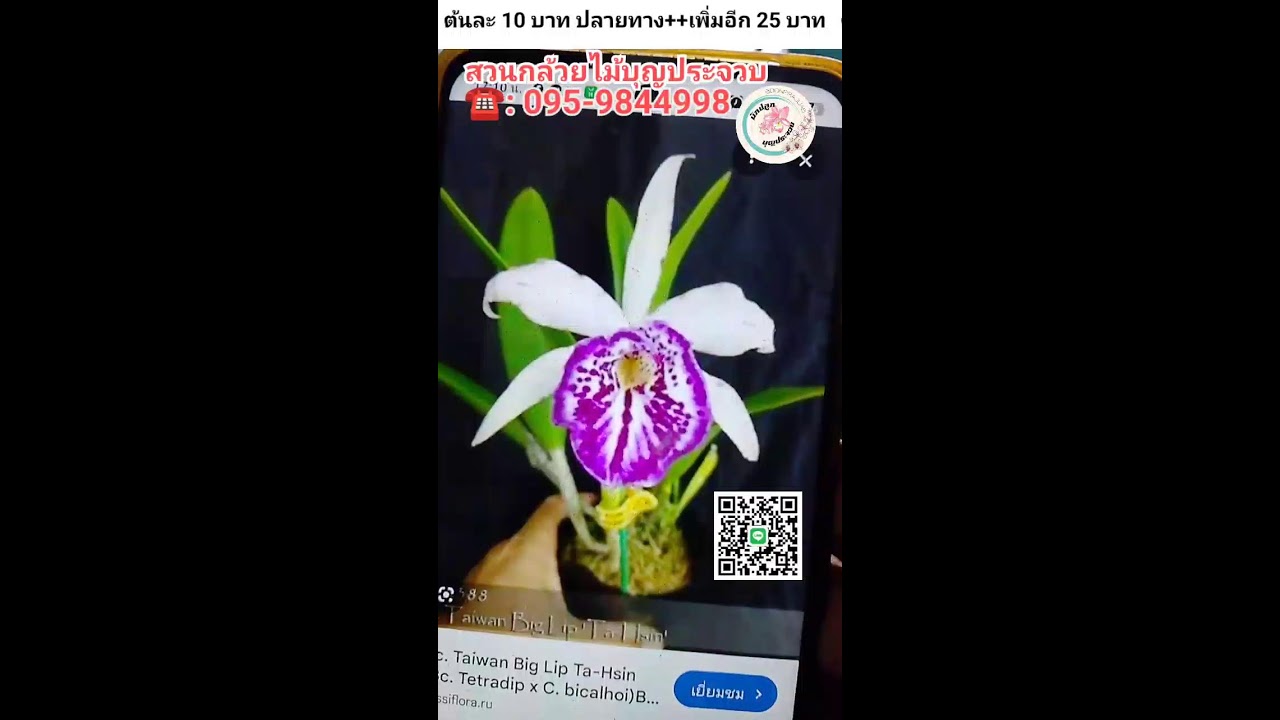 อัพเดทราคากล้วยไม้ EP.739/2 19/3/69 