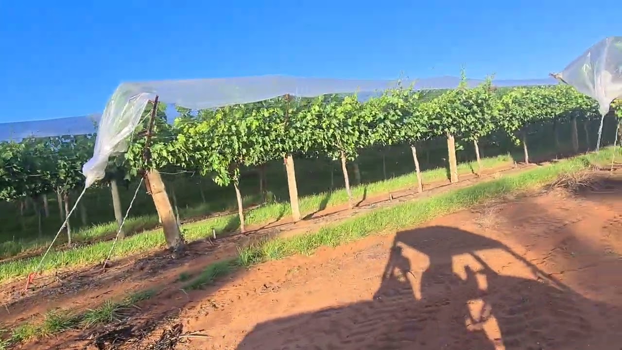 pemandangan pagi2 di farm robinvale