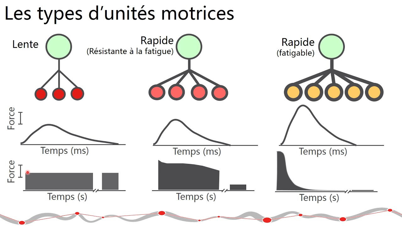 Le Mouvement Humain : L'unité motrice