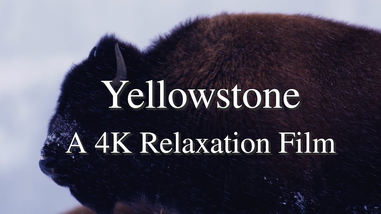 Yellowstone 4K - Relaxation Film with Calming Music