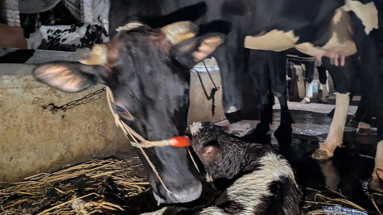 বাছুর জন্মের পর যে যে জিনিস লক্ষ রাখতে হবে🐂🐄