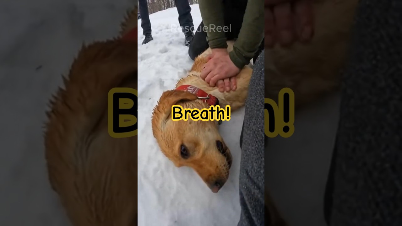 Her Dog was drowning in the Cold Water, I have to save him immediately 🥺